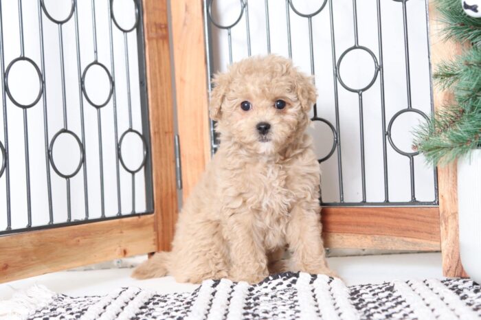 Apricot - Playful Female Mini F1B Goldendoodle Puppy - Image 4
