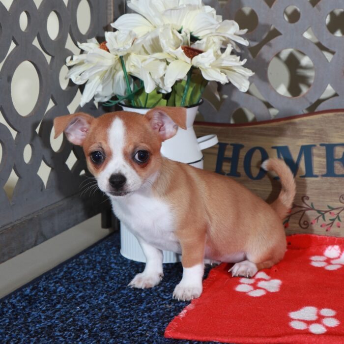 April Beautiful Long-Haired Chihuahua - Image 2