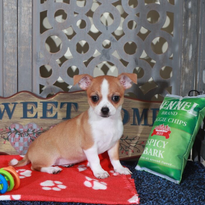 April Beautiful Long-Haired Chihuahua - Image 3