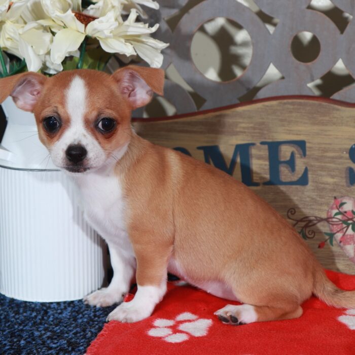 April Beautiful Long-Haired Chihuahua - Image 4