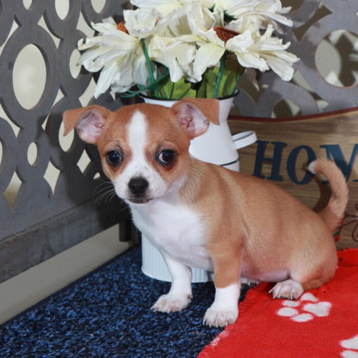 April Beautiful Long-Haired Chihuahua - Image 5