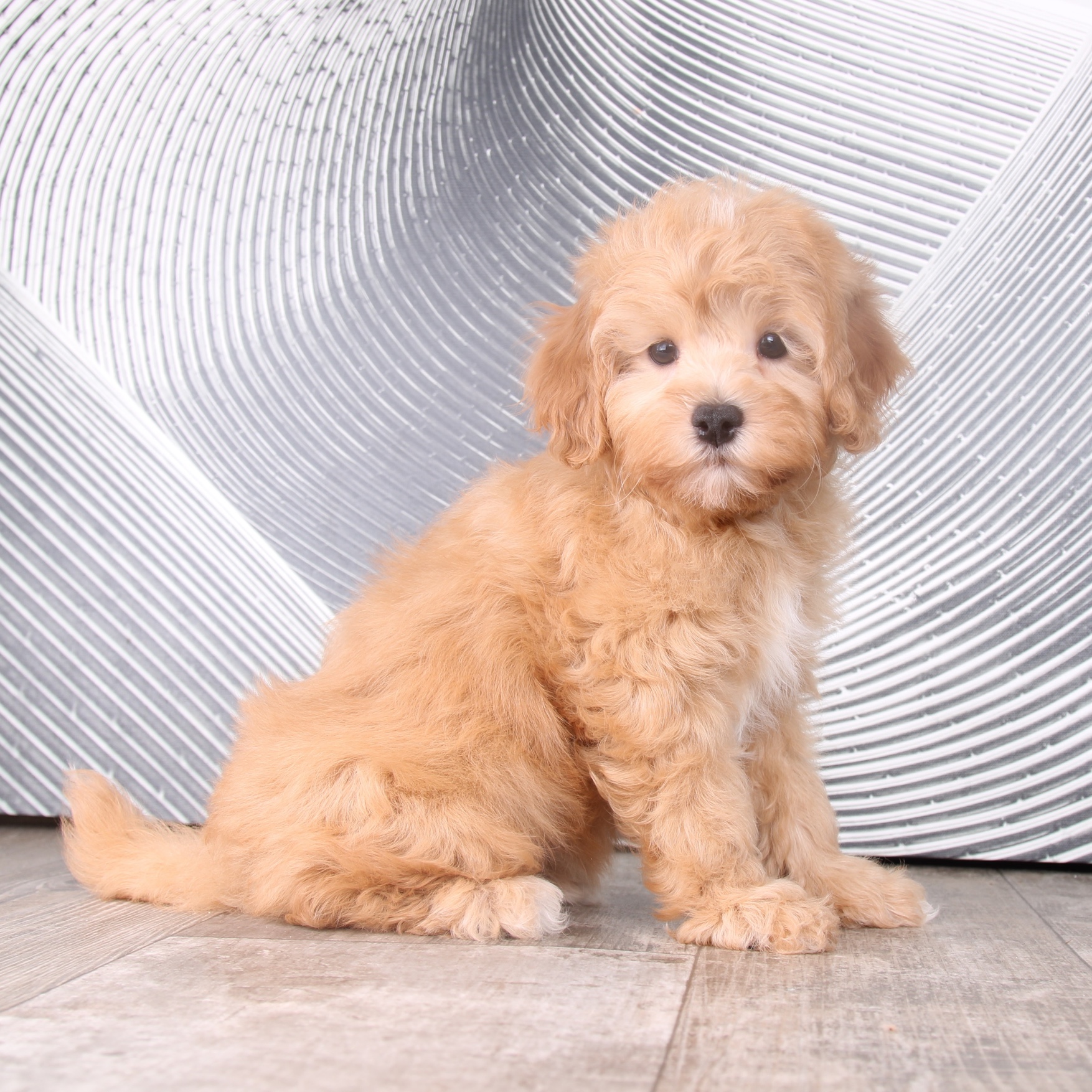 Tan Mini Cavapoo Archie - Loving Tan Male Cavapoo Puppy - Puppies Online