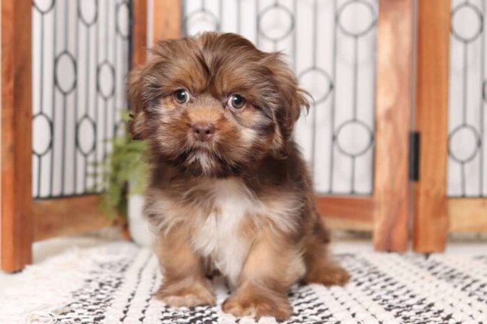 Archie1-1-1.jpg