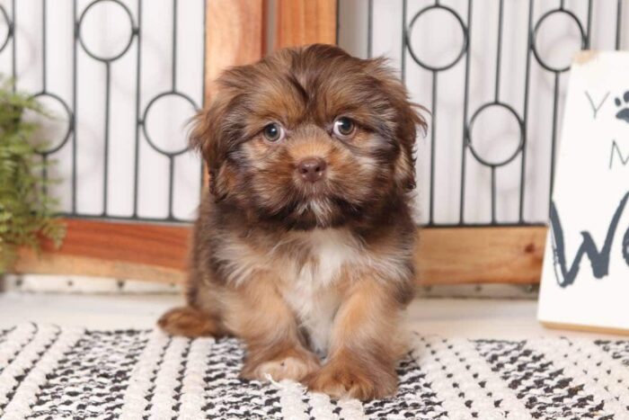 Archie4-1-1.jpg