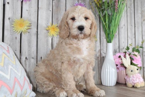 Pyrenees/Poodle