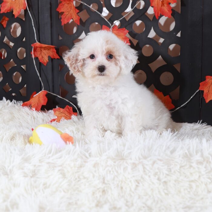 Ariel- Beautiful ACA Toy Poodle Puppy - Image 2