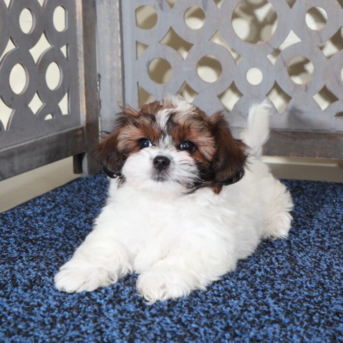 Ariel-Gorgeous Shih-poo Puppy - Image 2