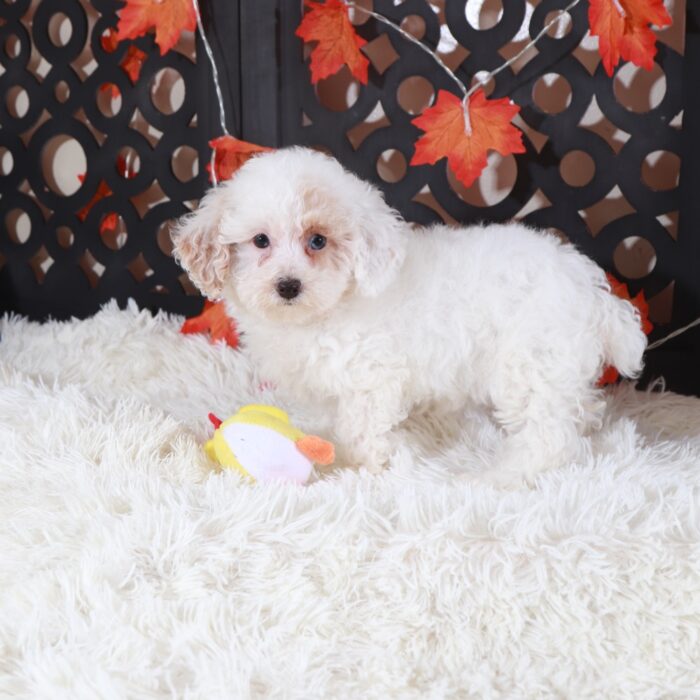 Ariel- Beautiful ACA Toy Poodle Puppy - Image 3