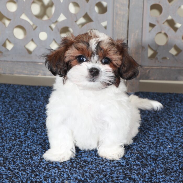 Ariel-Gorgeous Shih-poo Puppy - Image 3