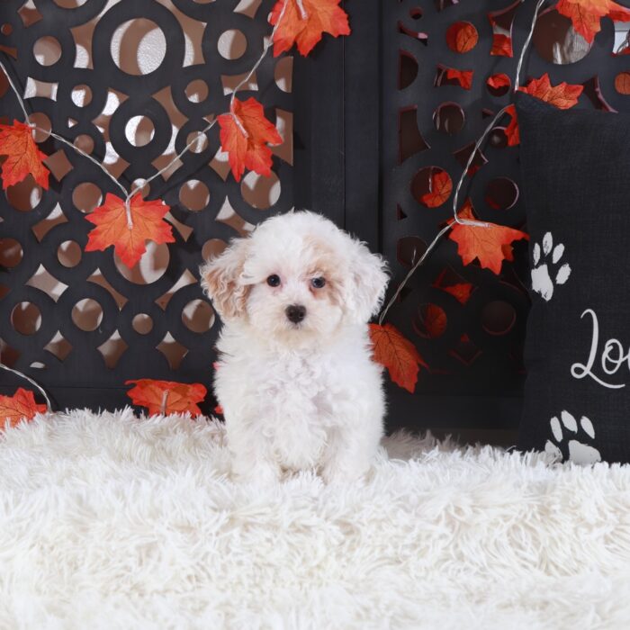 Ariel- Beautiful ACA Toy Poodle Puppy