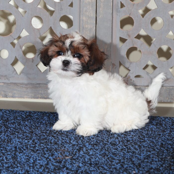 Ariel-Gorgeous Shih-poo Puppy - Image 4