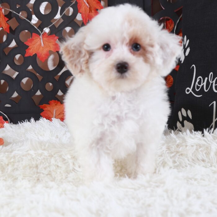 Ariel- Beautiful ACA Toy Poodle Puppy - Image 5