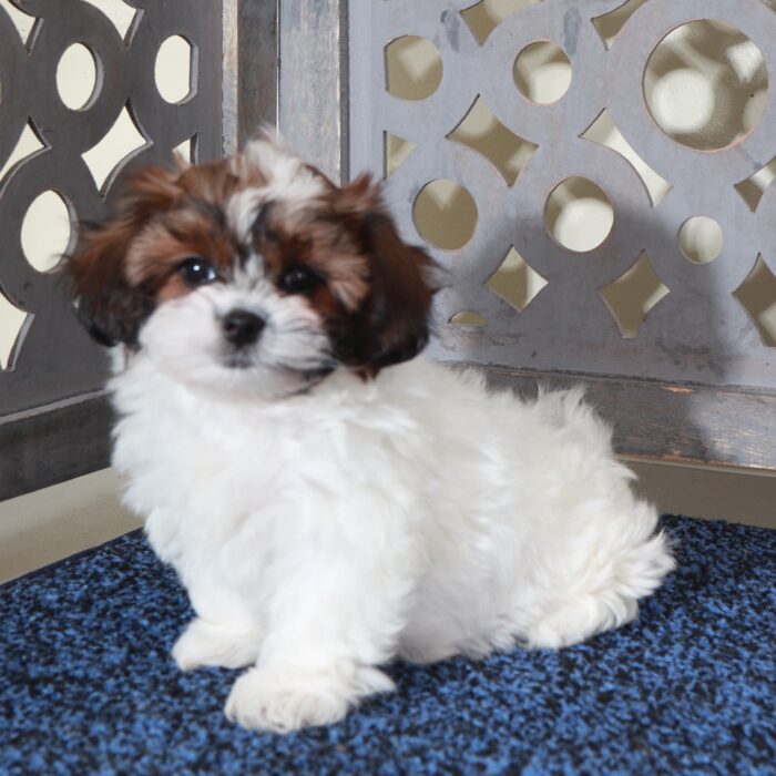 Ariel-Gorgeous Shih-poo Puppy - Image 5