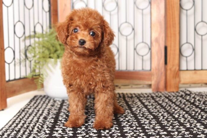 Ariel - Loving Little Female Red Toy Poodle Puppy