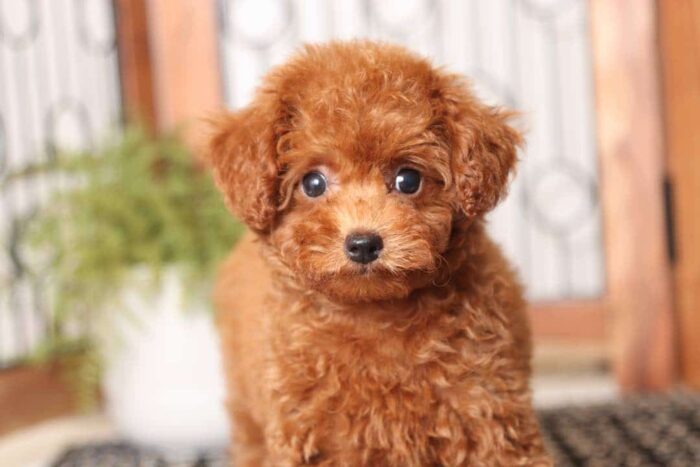 Ariel - Loving Little Female Red Toy Poodle Puppy - Image 2