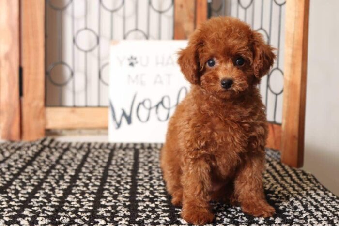 Ariel - Loving Little Female Red Toy Poodle Puppy - Image 3