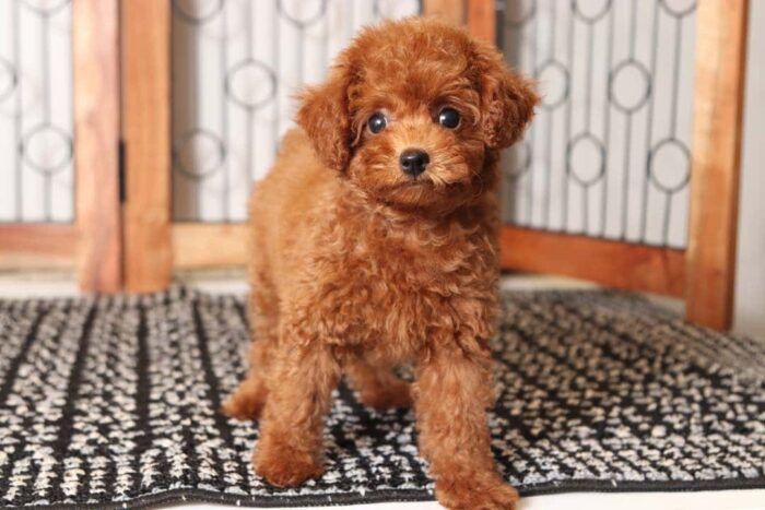 Ariel - Loving Little Female Red Toy Poodle Puppy - Image 4