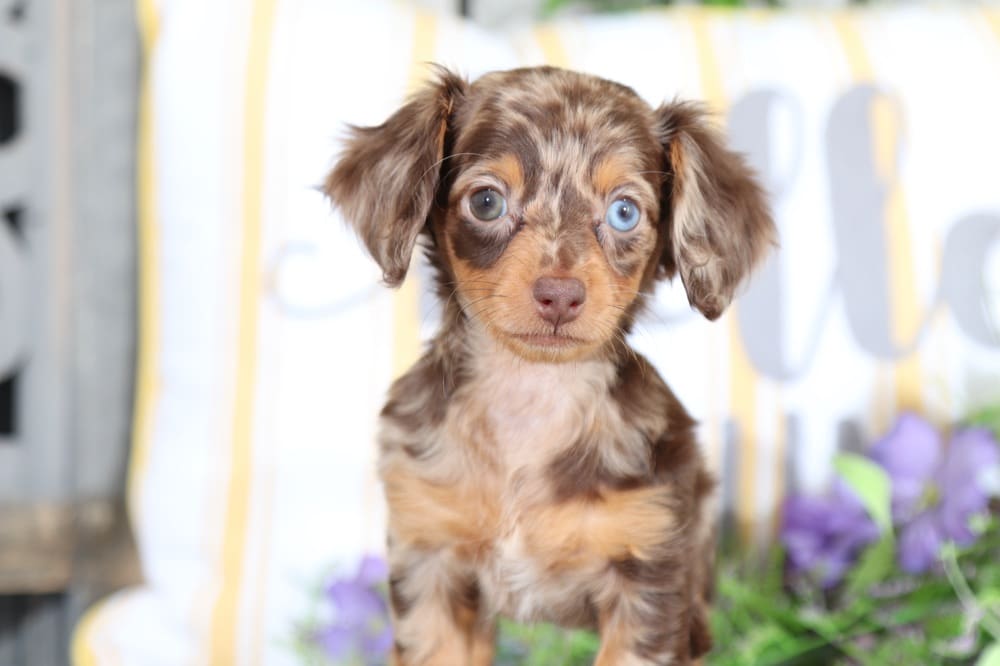 Arizona - Darling, Chocolate Dapple, Long-haired Dachshund - Puppies Online