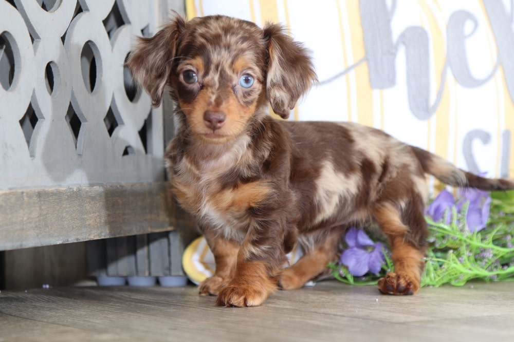 long haired chocolate dapple dachshund