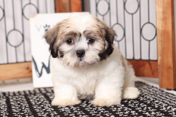 Armani - Dashing Male Teddy Bear Puppy