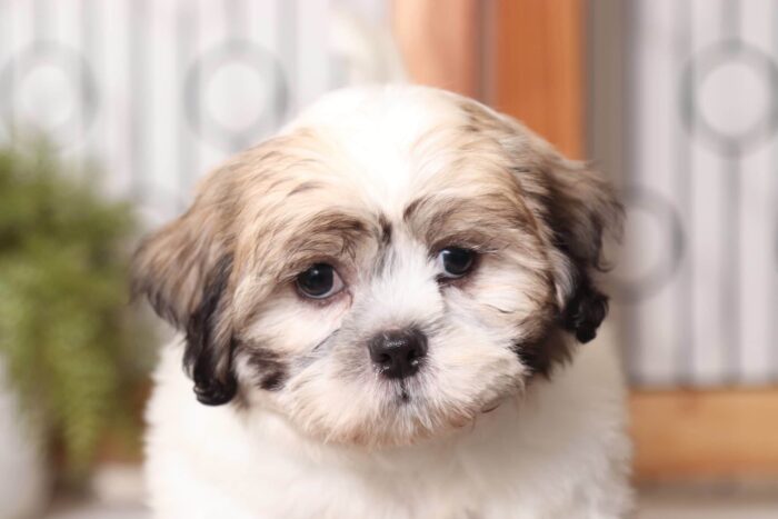 Armani - Dashing Male Teddy Bear Puppy - Image 2
