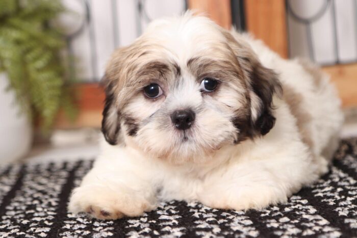 Armani - Dashing Male Teddy Bear Puppy - Image 3