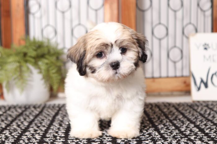 Armani - Dashing Male Teddy Bear Puppy - Image 4