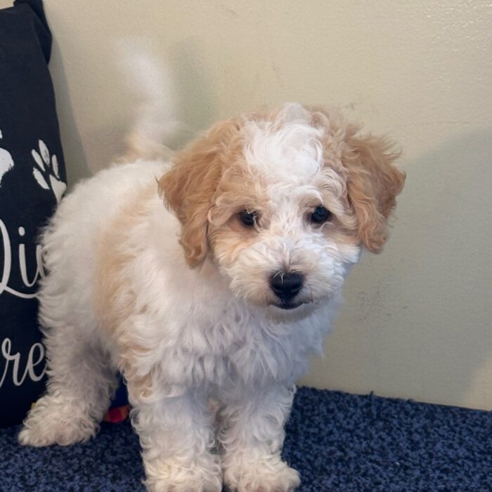 Asher-Fluffy Male Cavachon Puppy - Image 2