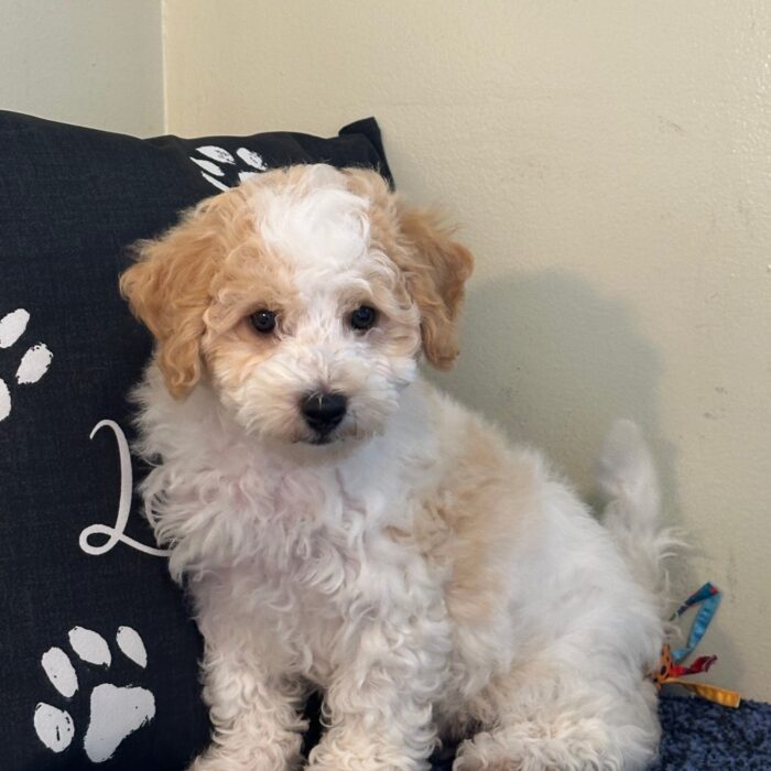 Asher-Fluffy Male Cavachon Puppy - Image 3