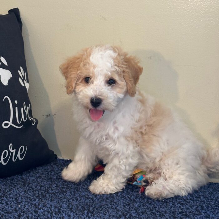 Asher-Fluffy Male Cavachon Puppy - Image 4