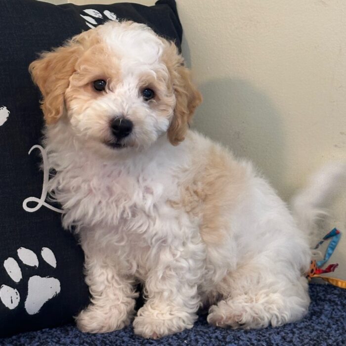 Asher-Fluffy Male Cavachon Puppy - Image 5