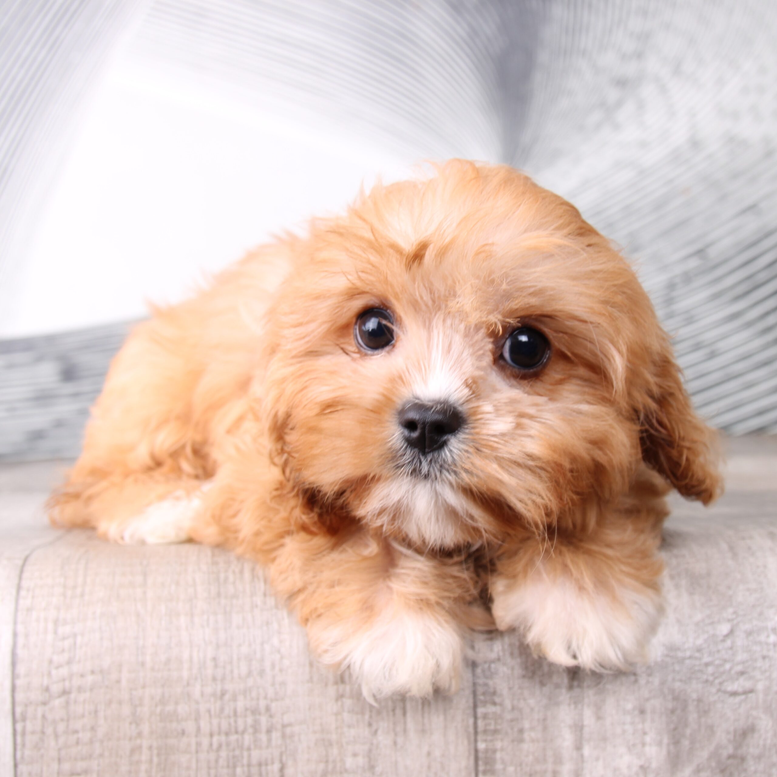 Ashton - Astonishing Red Male F1B Cavachon Puppy - Image 2