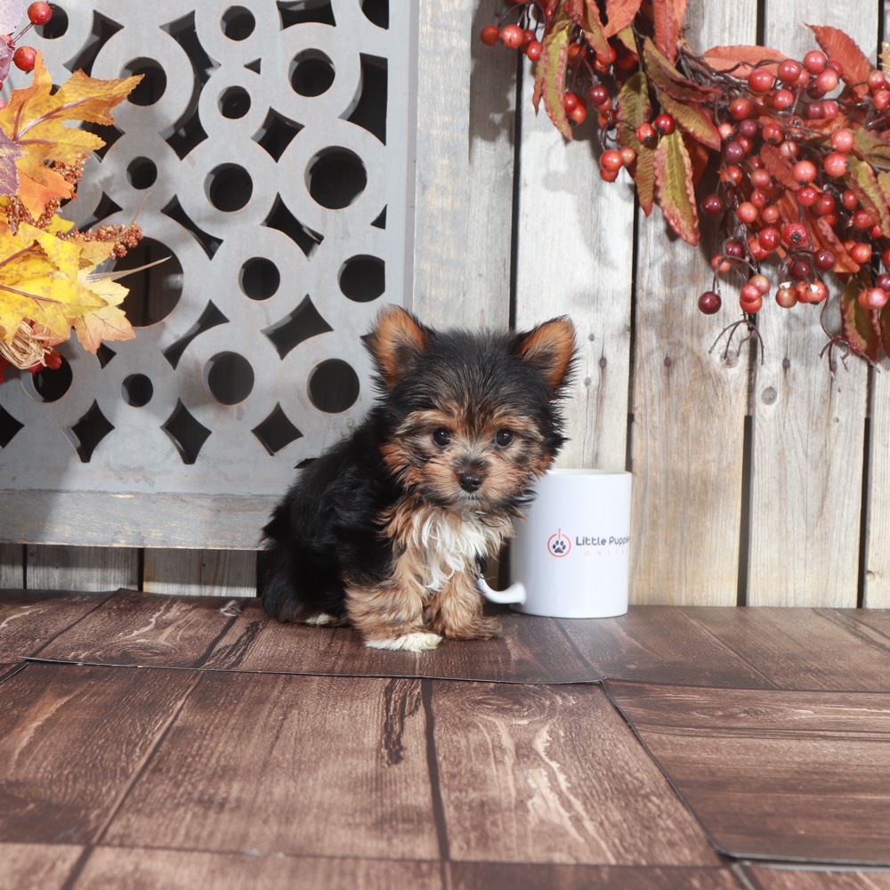 Aspen-Stunning AKC Registered Micro Teacup Yorkie