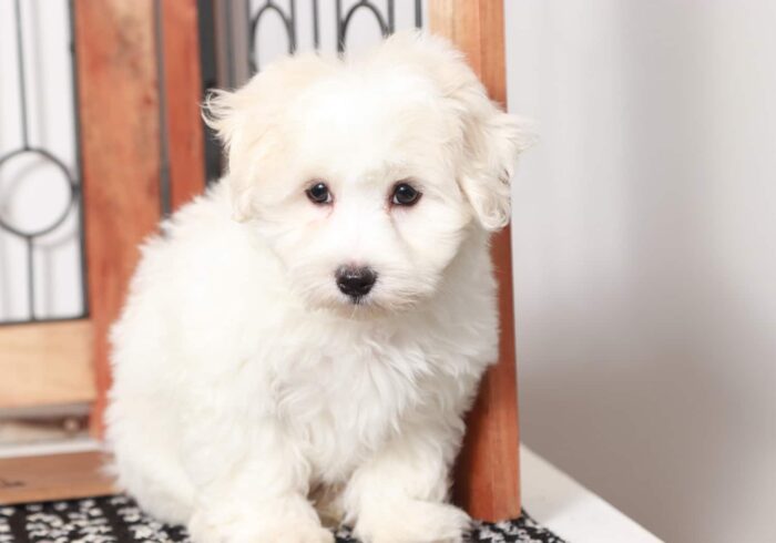 Aspen - Sweet Little ACA Male Maltese Puppy - Image 4