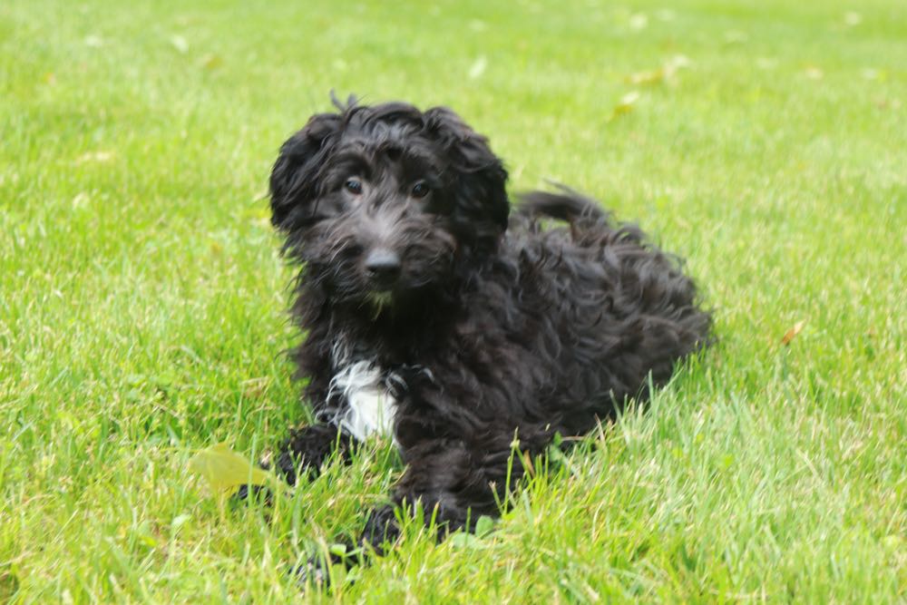 Astro - Fantastic SheltiePoo - Image 2