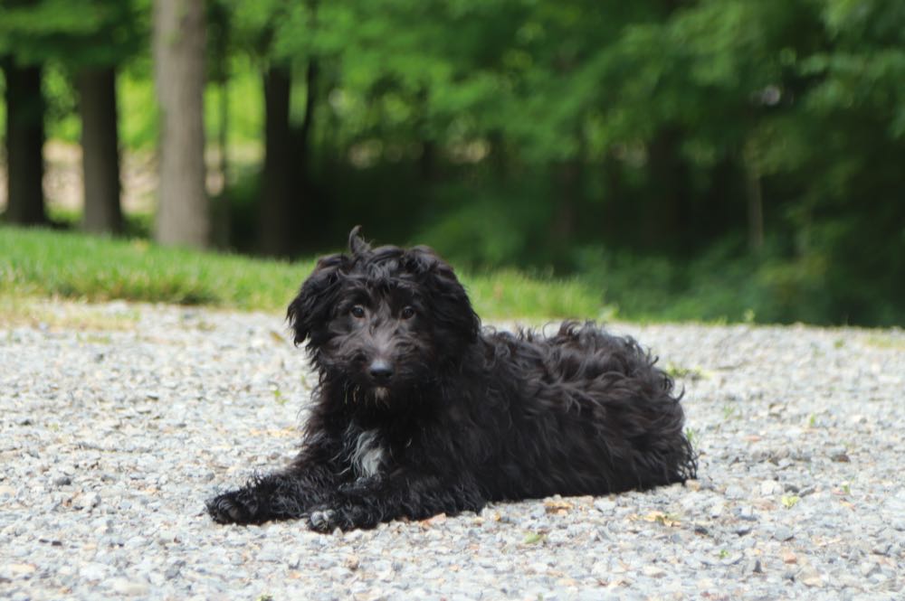 Astro - Fantastic SheltiePoo