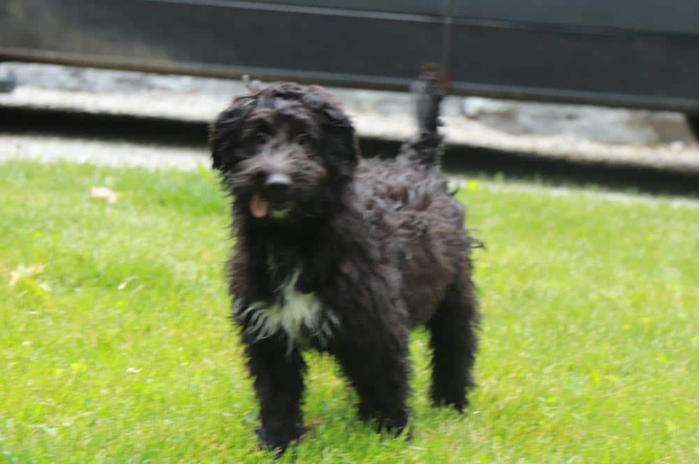 Astro - Fantastic SheltiePoo - Image 3