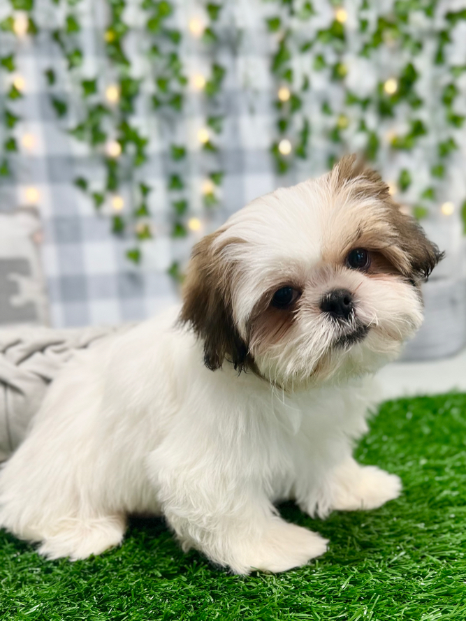 Aurora - Pretty ACA Tri Female Shih Tzu Puppy - Image 4