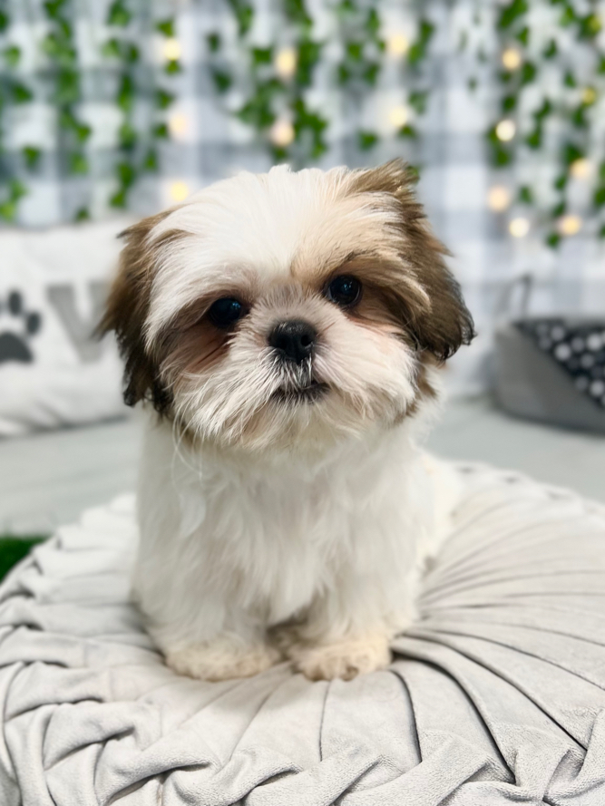 Aurora - Pretty ACA Tri Female Shih Tzu Puppy - Image 3