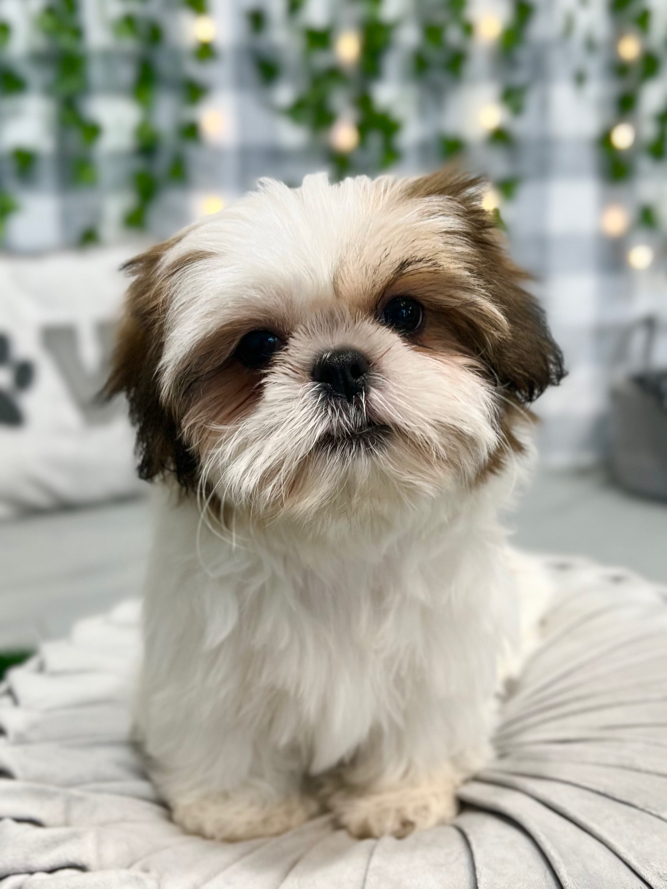 Aurora - Pretty ACA Tri Female Shih Tzu Puppy - Image 2
