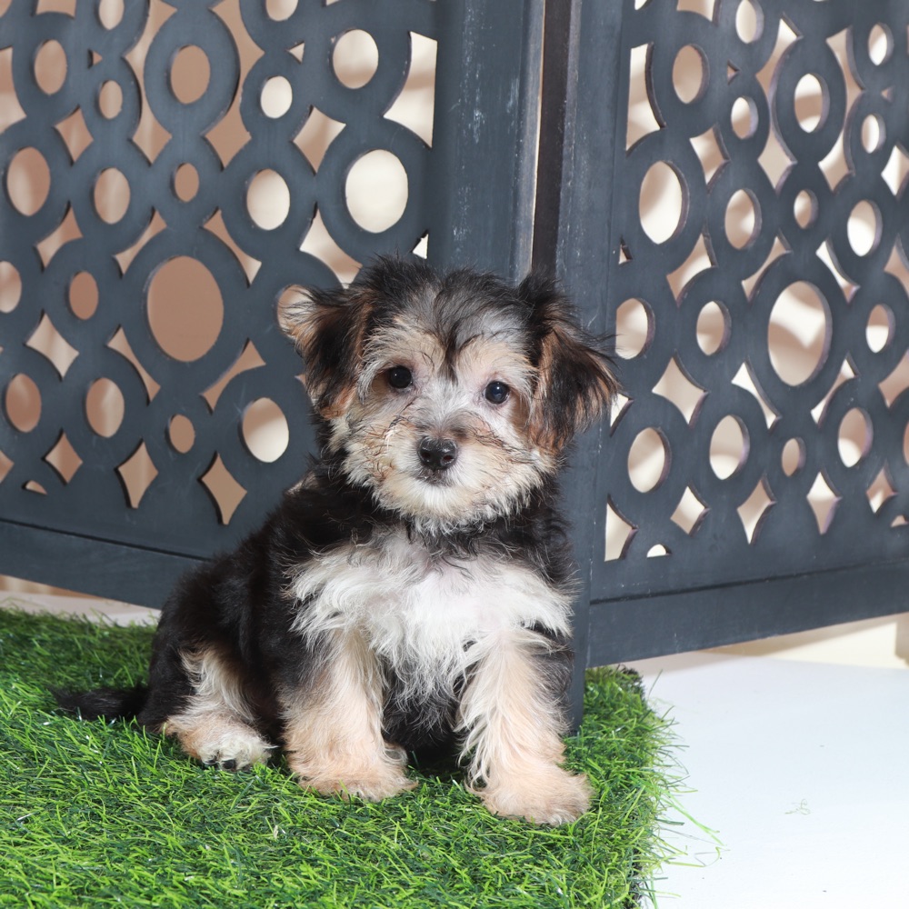 Autumn-Precious Female Yochon Puppy - Image 2