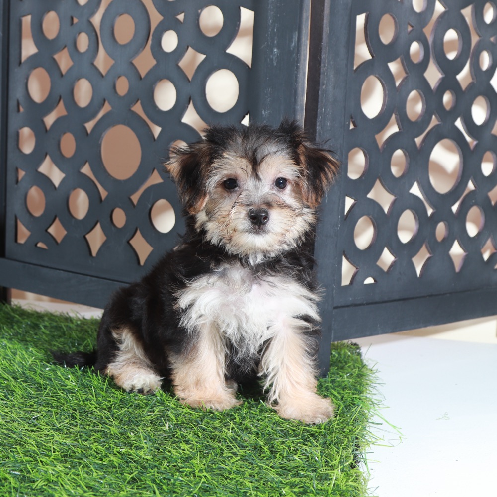 Autumn-Precious Female Yochon Puppy - Image 3