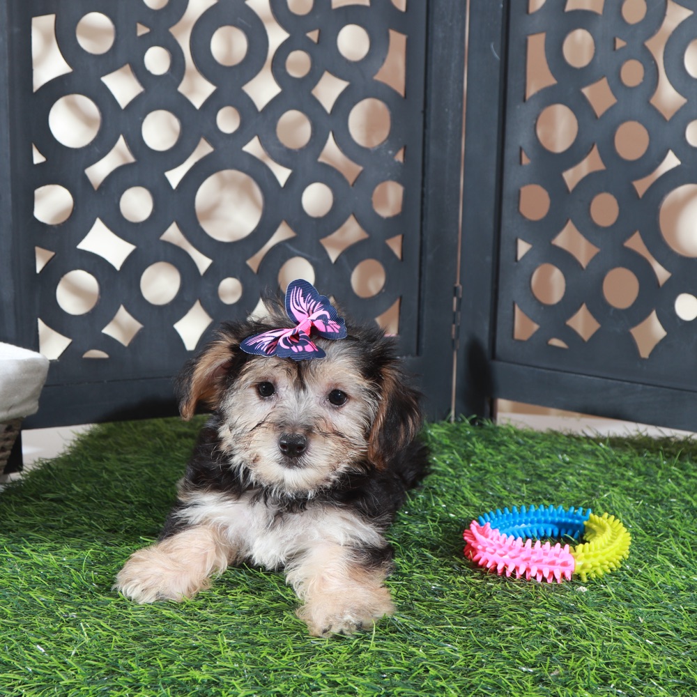 Autumn-Precious Female Yochon Puppy