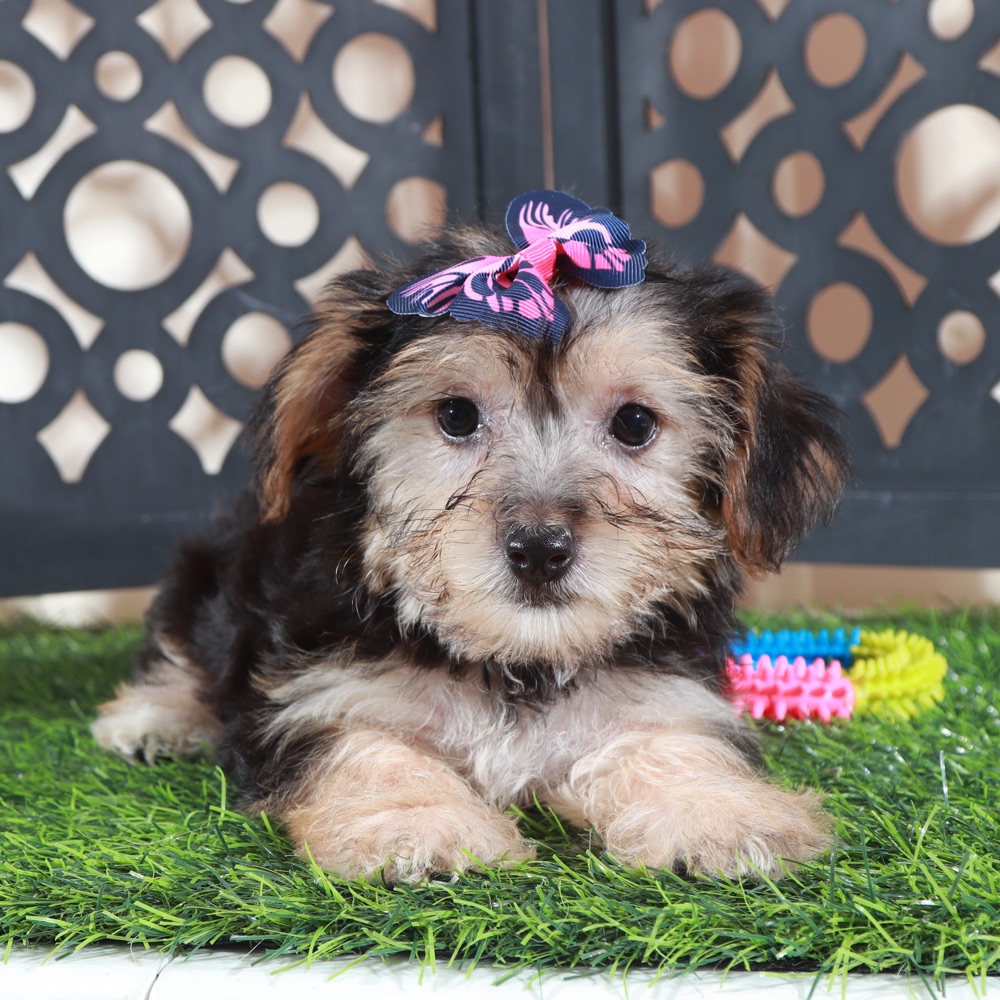 Autumn-Precious Female Yochon Puppy - Image 4
