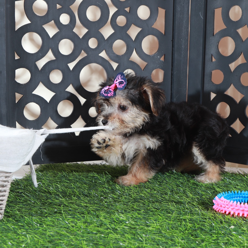 Autumn-Precious Female Yochon Puppy - Image 5