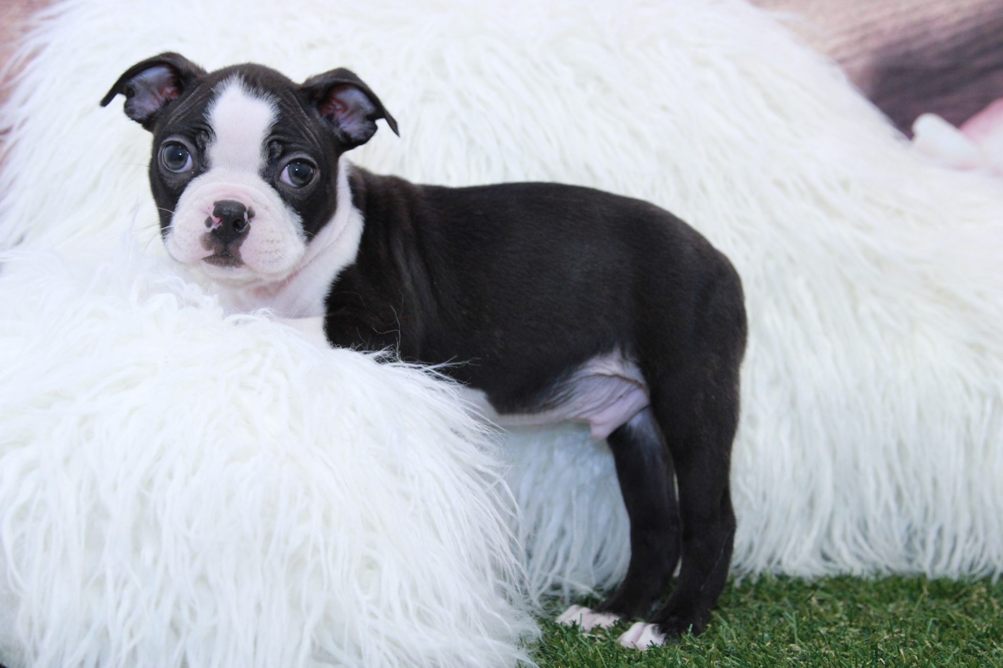 Axe- Amazing Male Boston Terrier Puppy - Image 3
