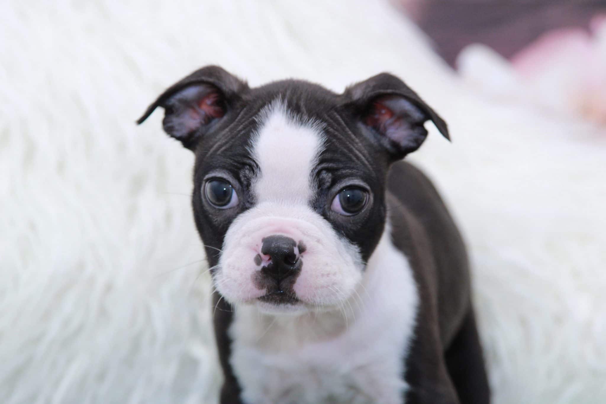 Axe- Amazing Male Boston Terrier Puppy - Image 4