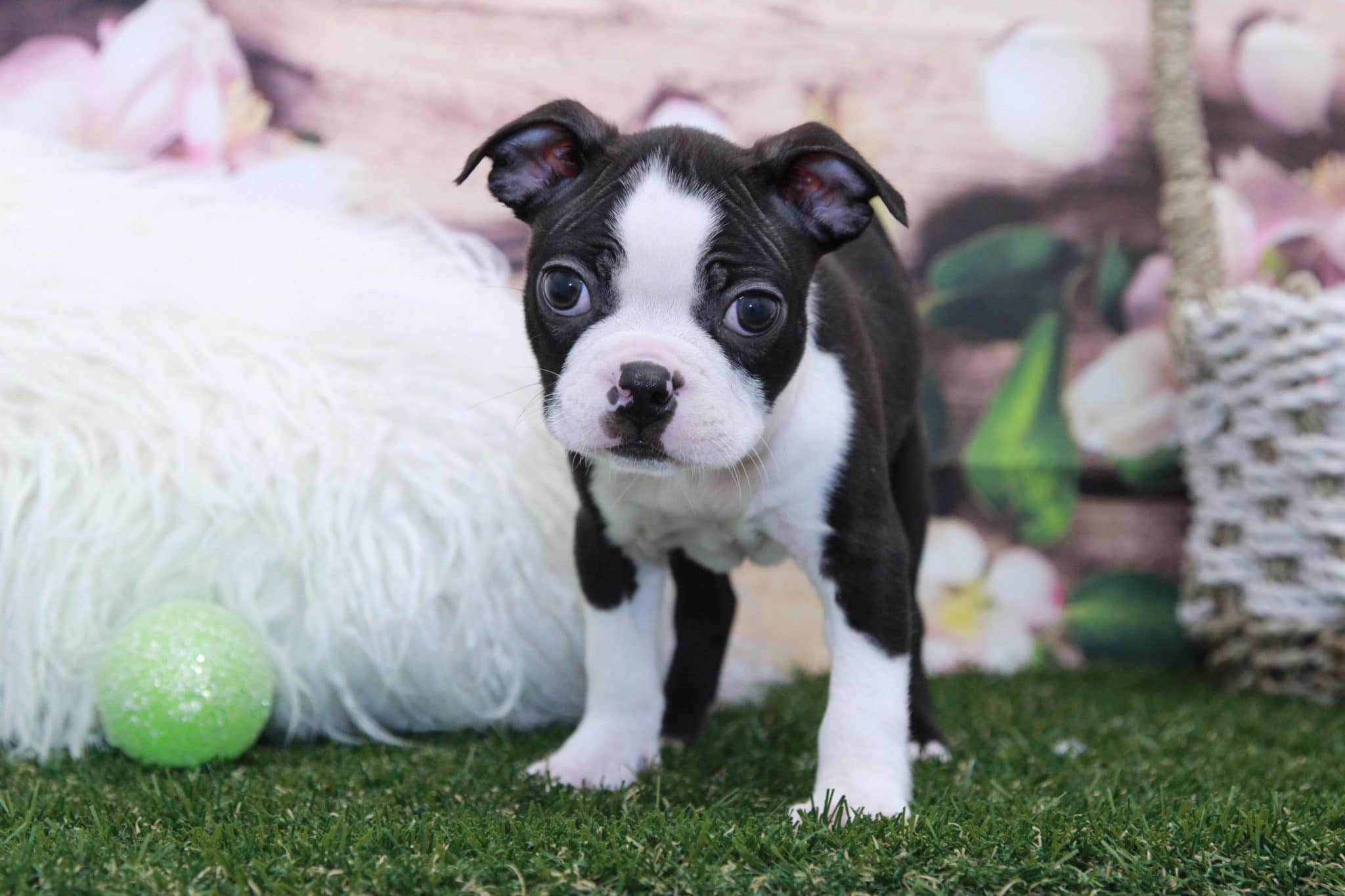 Axe- Amazing Male Boston Terrier Puppy - Image 5