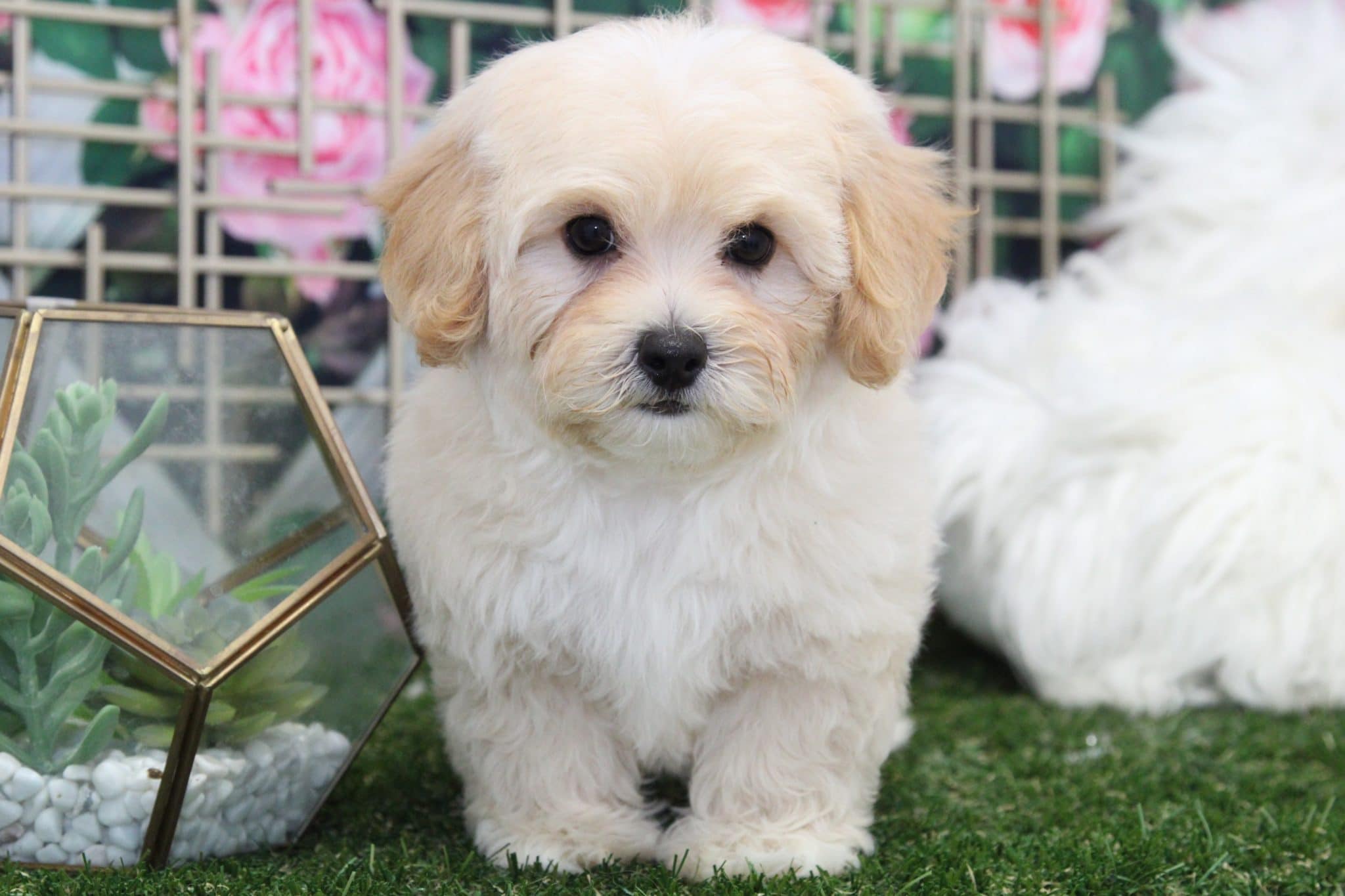Axel - Perfect Male Cavapoochon Puppy - Image 2