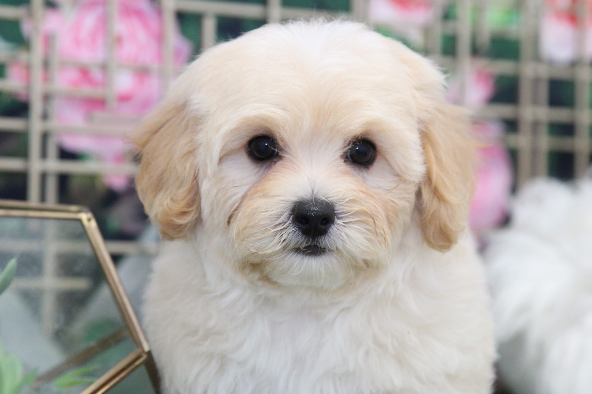 Axel - Perfect Male Cavapoochon Puppy - Image 3
